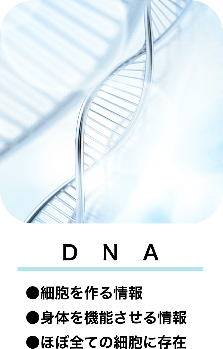 sp-dnaa.png(598074 byte)